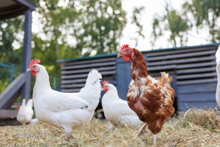 poule